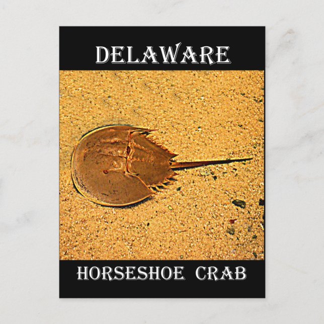 Delaware Horseshoe Crab Postcard (Front)