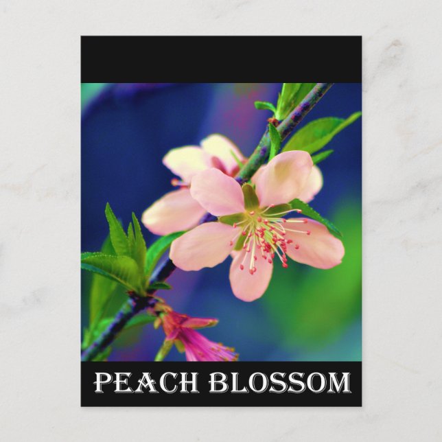 Delaware Peach Blossoms Postcard (Front)