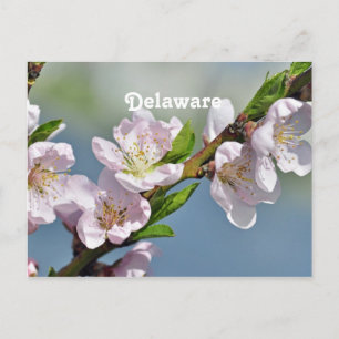 Delaware Postcard