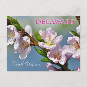 Delaware State Flower: Peach Blossom Postcard