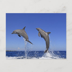 Delfin 2 postcard