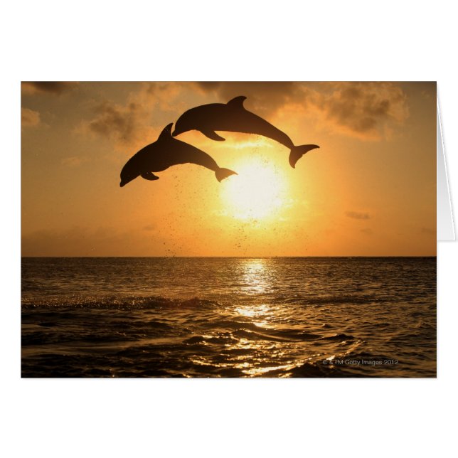 Delfin 3 (Front Horizontal)