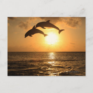 Delfin 3 postcard