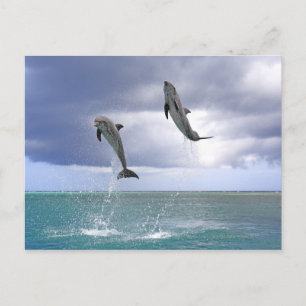 Delfin,Delphin,Grosser Tuemmler,Tursiops 2 Postcard