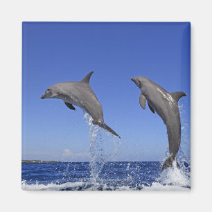 Delfin,Delphin,Grosser Tuemmler,Tursiops 3 Magnet