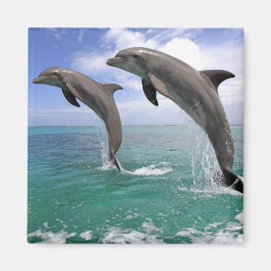 Delfin,Delphin,Grosser Tuemmler,Tursiops 4 Magnet