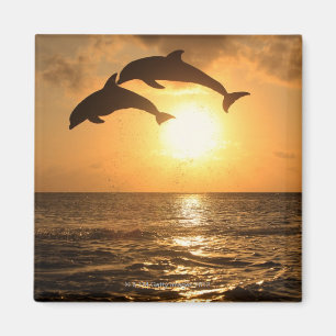 Delfin,Delphin,Grosser Tuemmler,Tursiops Magnet