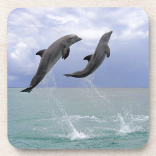 Delfin (Grosser Tuemmler) Coaster