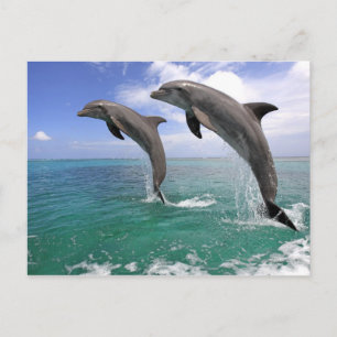 Delfin Postcard