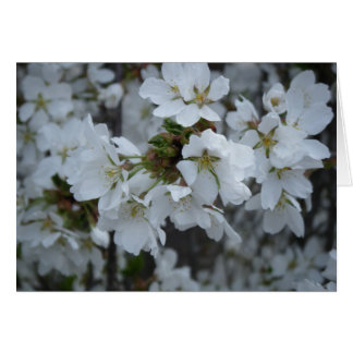 "Delicate Blossoms"