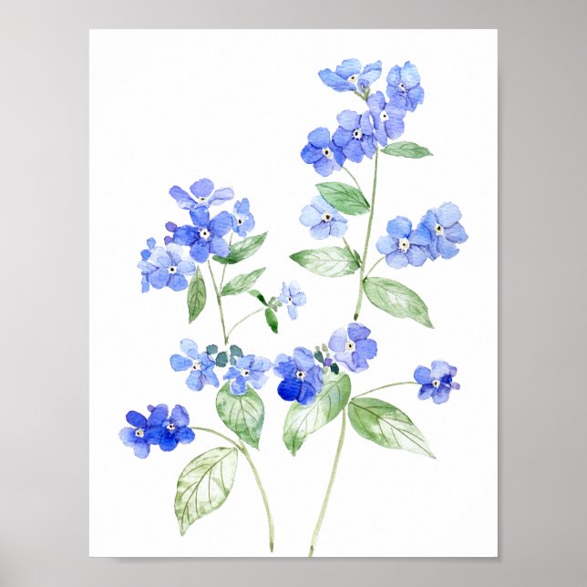 delicate blue Brunnera flowers wildflower  Poster (Front)