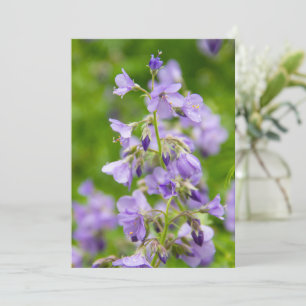 Delicate blue flowers on a green field in a spring