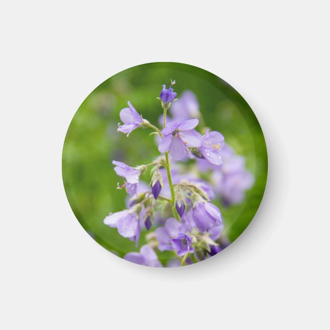 Delicate blue flowers on a green field in a spring magnet (Front)