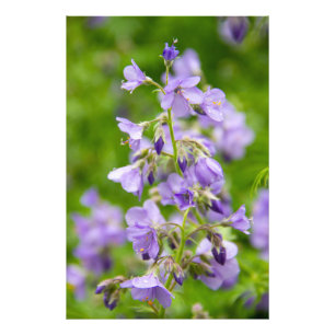 Delicate blue flowers on a green field in a spring photo print