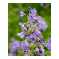 Delicate blue flowers on a green field in a spring