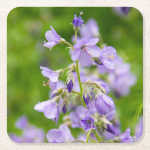 Delicate blue flowers on a green field in a spring square paper coaster