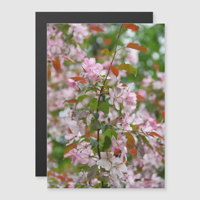 Delicate branch with flowers apple tree (Front/Back)