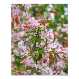 Delicate branch with flowers apple tree photo print