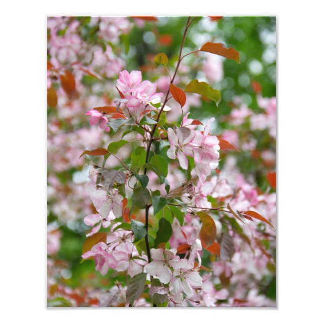 Delicate branch with flowers apple tree photo print (Front)
