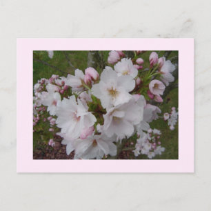 Delicate Cherry Blossoms Postcard