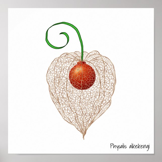 Delicate Chinese Lantern Fruit Illustration Poster (Front)