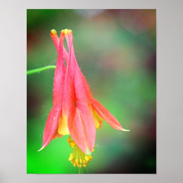 Delicate Columbine Flower  Poster (Front)