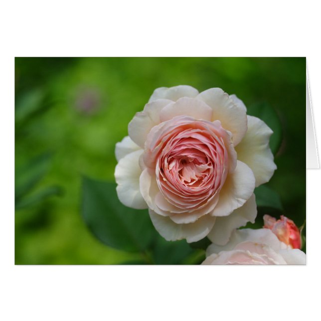 Delicate Creamy Rose (Front Horizontal)