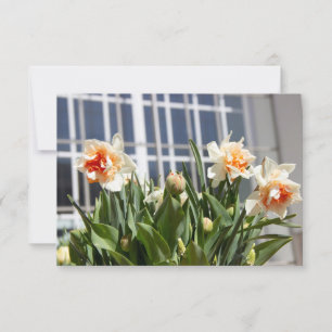 Delicate cute daffodils spring