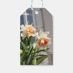 Delicate cute daffodils spring    gift tags