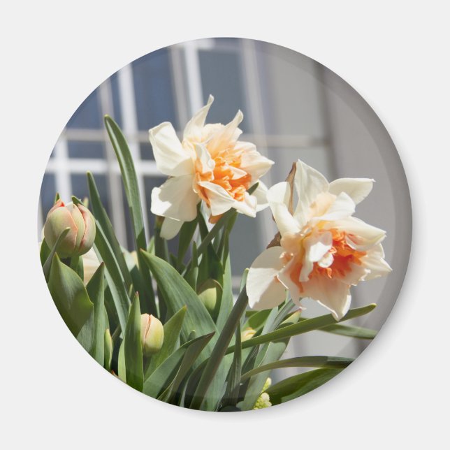 Delicate cute daffodils spring  magnet (Front)