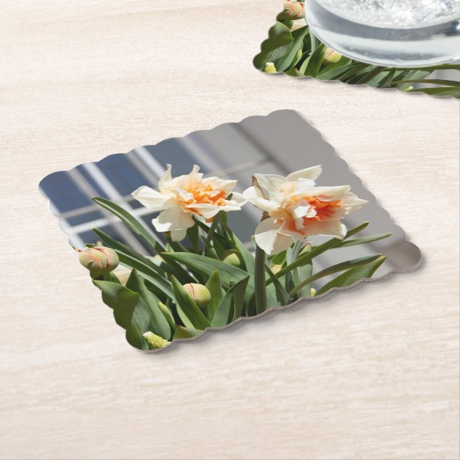 Delicate cute daffodils spring  paper coaster (Angled)