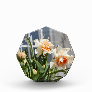 Delicate cute daffodils spring  photo block