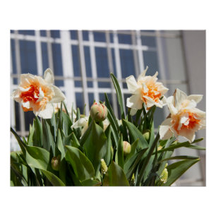 Delicate cute daffodils spring poster