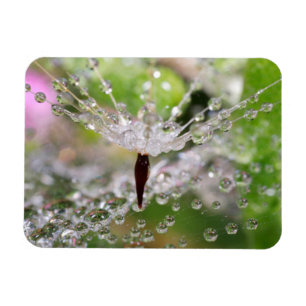 Delicate Dandelion Abstract Magnet