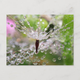 Delicate Dandelion Abstract Postcard