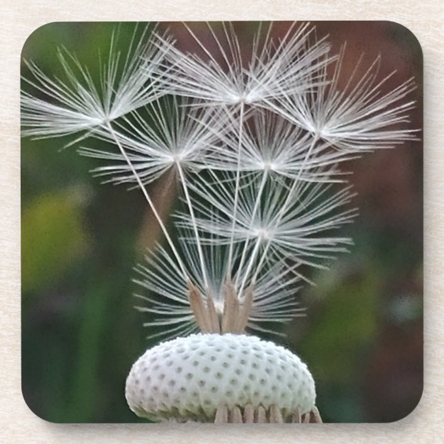 Delicate Dandelion Seeds  Coaster (Front)
