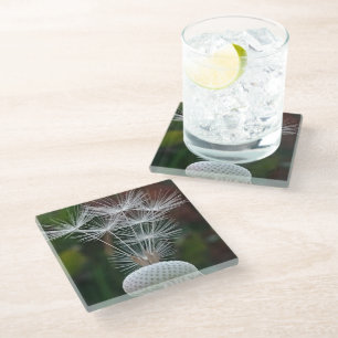 Delicate Dandelion Seeds Glass Coaster