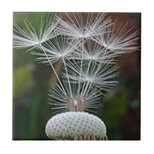 Delicate Dandelion Seeds Tile