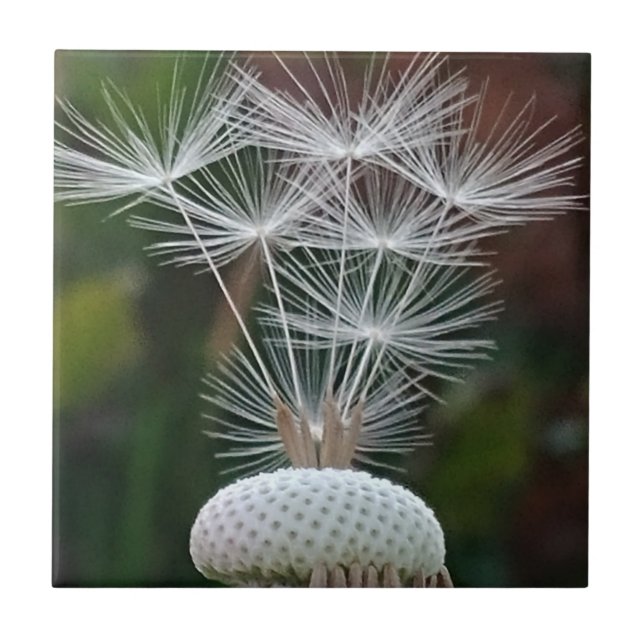 Delicate Dandelion Seeds  Tile (Front)
