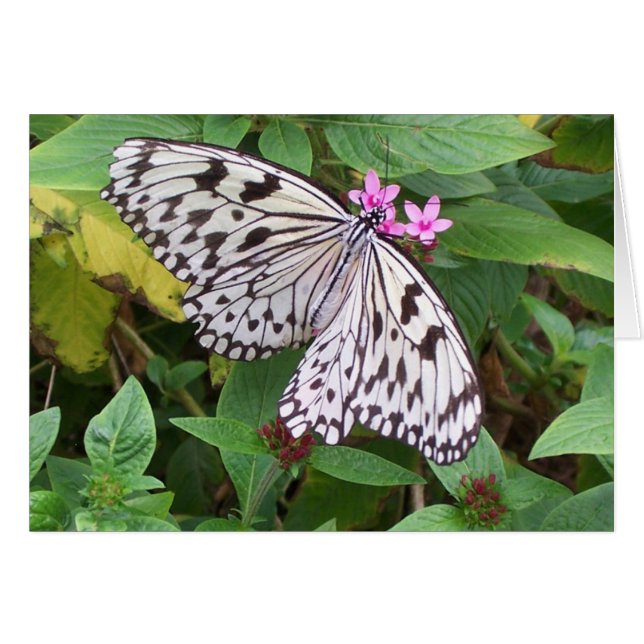 Delicate Delight 1 (Front Horizontal)