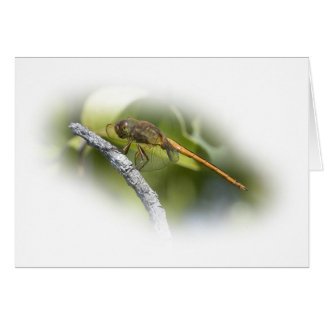 Delicate Dragonfly