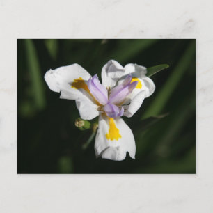 delicate flower postcard