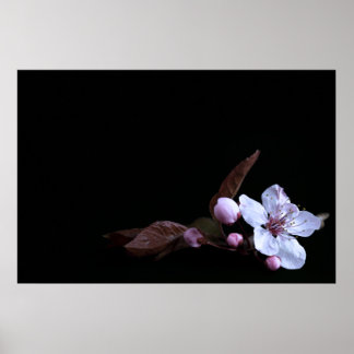 Delicate Flower Poster
