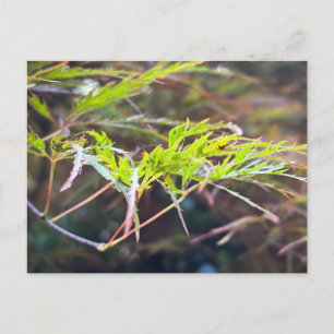 Delicate Green Japanese Maple Leaves Close Up Postcard