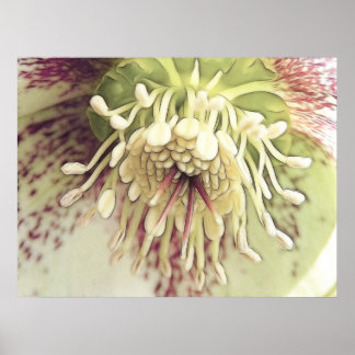 Delicate Hellebore Blossom Poster