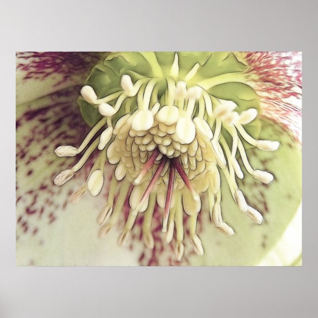Delicate Hellebore Blossom Poster (Front)