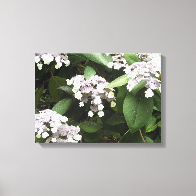 Delicate Hydrangeas Canvas Print (Front)