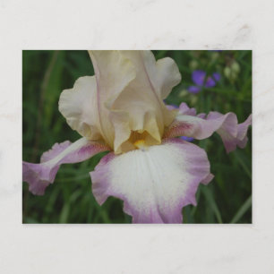 Delicate Iris Postcard
