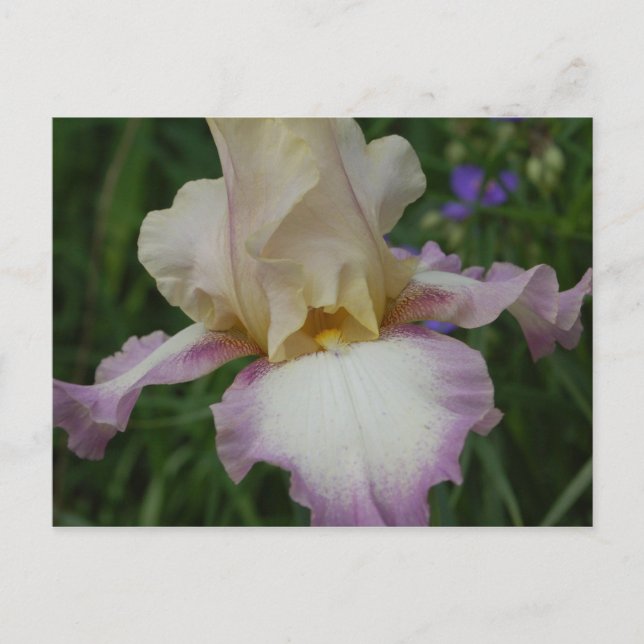 Delicate Iris Postcard (Front)
