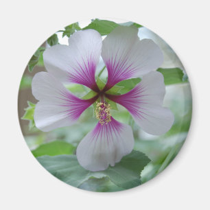 Delicate Lily - magnet